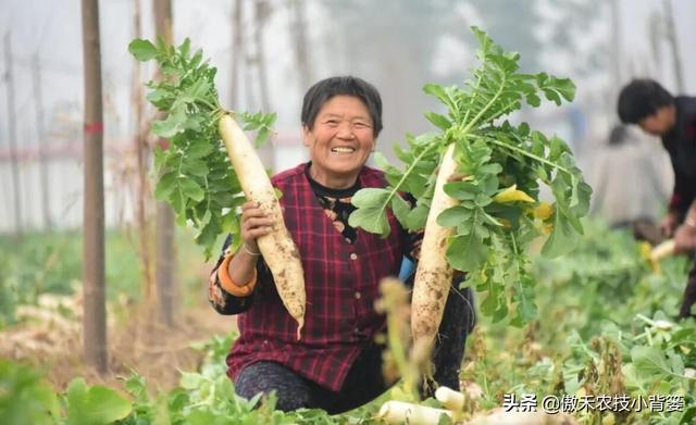 秋季萝卜种植正当时，萝卜这样种植个头大、产量高，不烂根不糠心