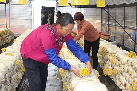 华宁城关社区：食用菌种植推动乡村振兴