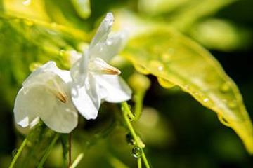 茉莉花的播种技巧