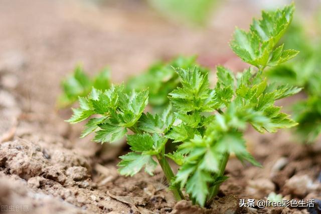 怎么在花盆里种芹菜