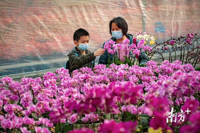 花卉基地订货忙，白云区300万盆年花上市