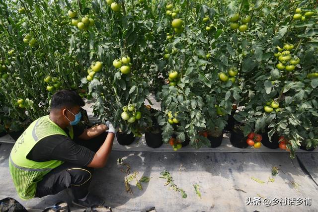 高温天气来了，种植蔬菜把这几点做好，结果多的摘不完