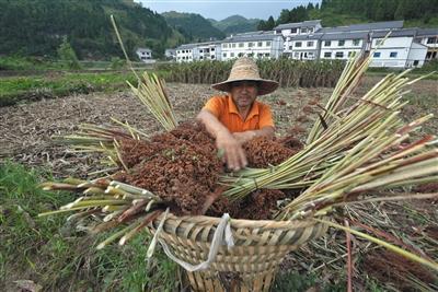 茅台高成本扶植本土有机高粱种植