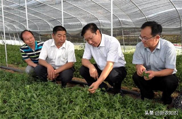 日光室温冰菜种植，如何使用正确方式栽种，以及科学的管理方式