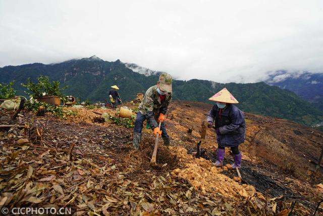 广西龙胜：苗乡油茶种植忙