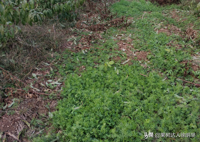 种植桃树合理安排施肥，同时进行种草，对于提升品质有帮助