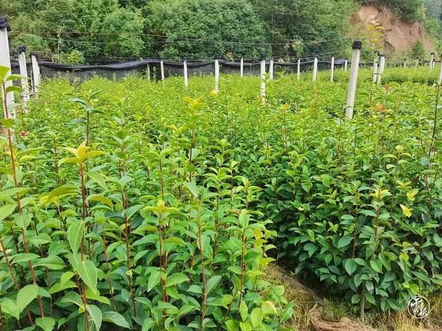 腾冲： 做强红花油茶 扮靓绿美生态