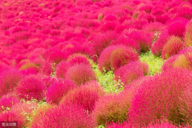 地肤的栽培技术，种植方法教给大家，想要学习的别错过哟