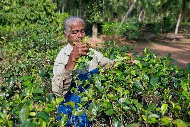 斯里兰卡：最大的茶叶生产国之一，茶叶种植业对当地的经济影响