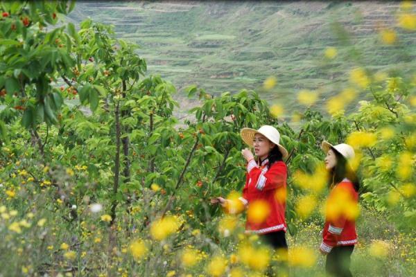 贵州毕节：樱桃叶底红 村民采收忙