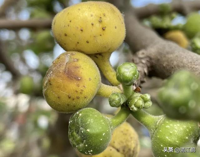 人称“牛奶树”，每株树可产奶3~4升，种一棵树可足够一家人饮用