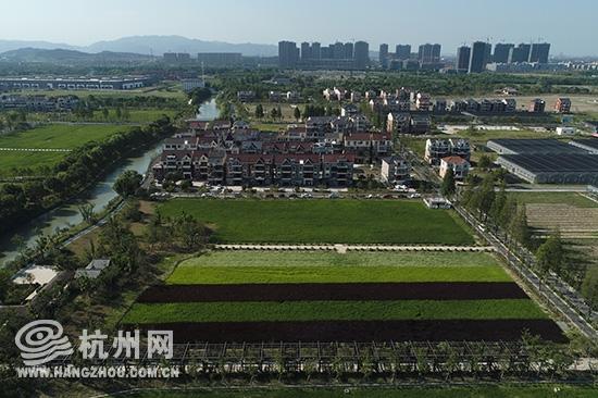 你见过杭州西湖区内种植水稻吗？就在杭州三墩“兰里景区”