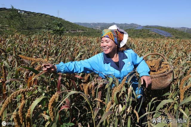 小米绿色高产栽培技术