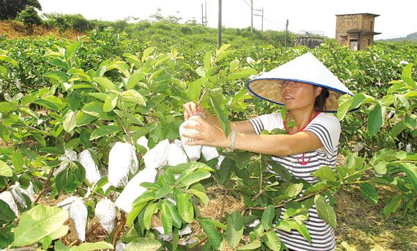 番石榴的种植与管理技术