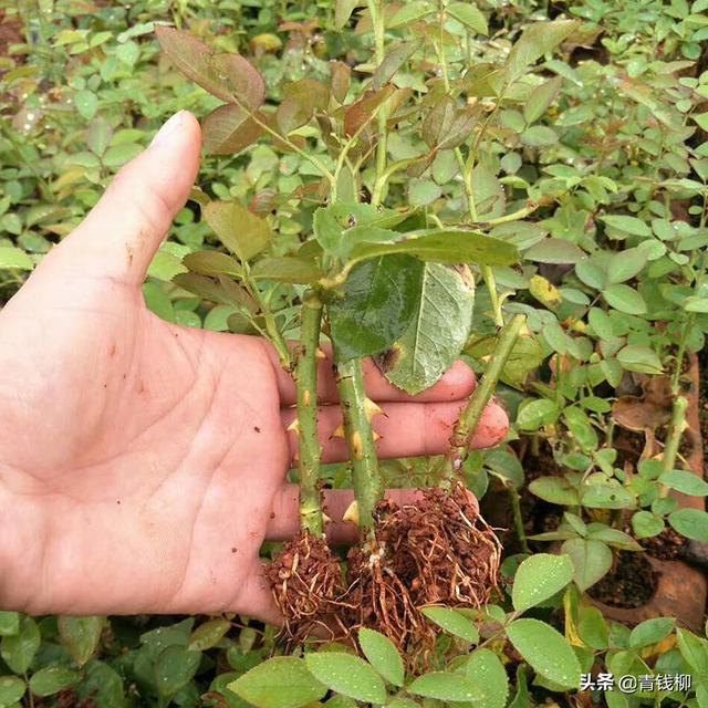 滇红重瓣食用藏玫瑰绿色种植