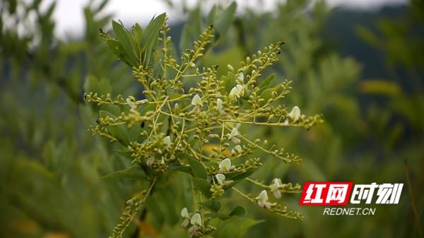 新田：金槐米试种成功 探索致富新路子