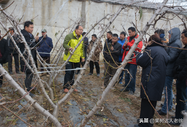 大棚栽培桃，开心形、主干形、Y形、一边倒，你会选择啥？