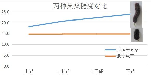 单果最长18厘米！京郊“长版”桑葚等你来摘