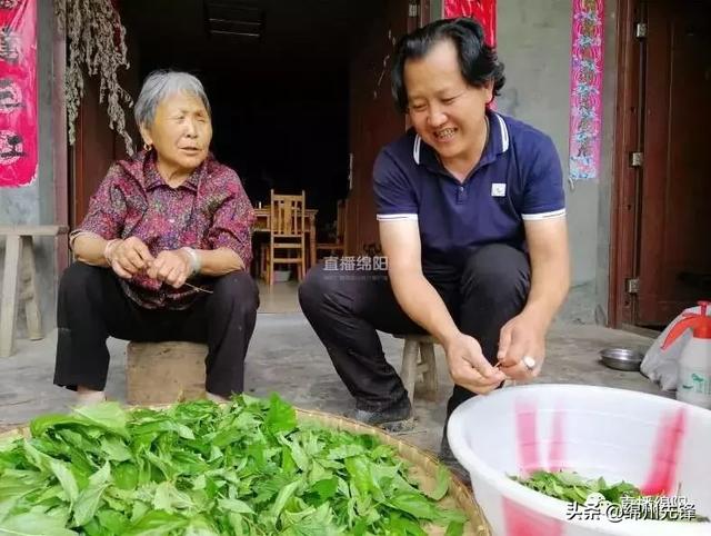 臭黄荆竟是香饽饽 这片“神奇叶子”竟亮相央视