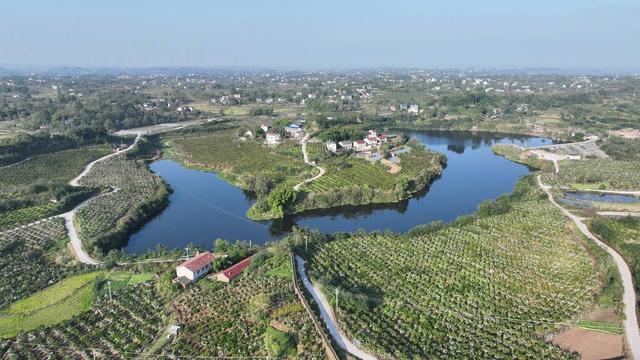 四川武胜观音塘村大雅柑获得进入国际市场通行证  2024年出口有望实现零的突破