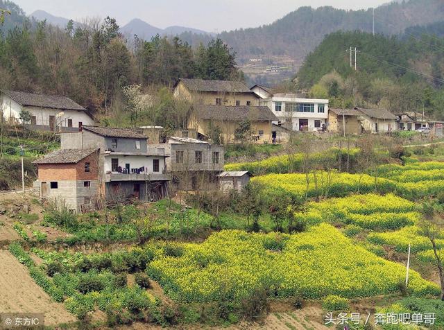 核桃树提前5年挂果，农村人有妙招，你家核桃树种植几年挂果呢