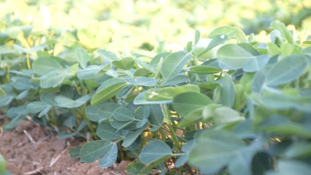 花生如何种植才能高产？前期管理很关键，教你一个高产配方