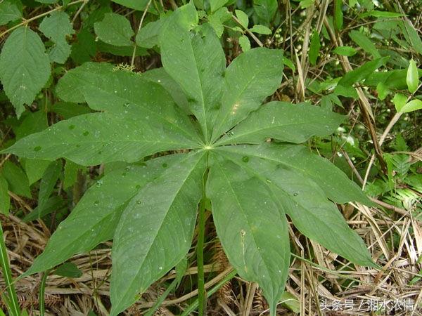 中药种植助推产业转型农民致富——重楼种植技术