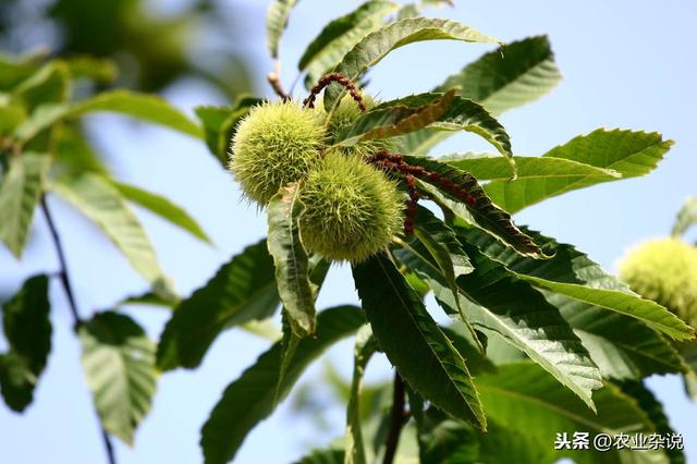 《板栗高产栽培技术，掌握种植方法，高产丰收稳赚钱！建议收藏》