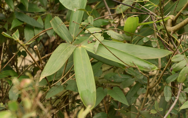 粽子叶价格高涨，能够人工种植吗？