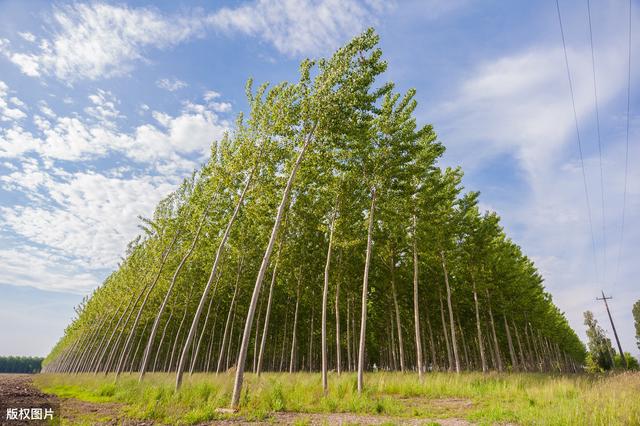 杨树种植分享，以及病虫防治，干货分享