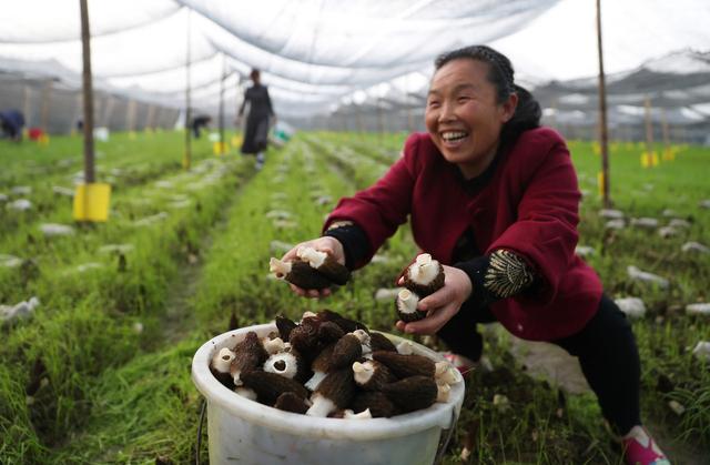 羊肚菌林下栽培全攻略，手把手教你栽培出羊肚菌