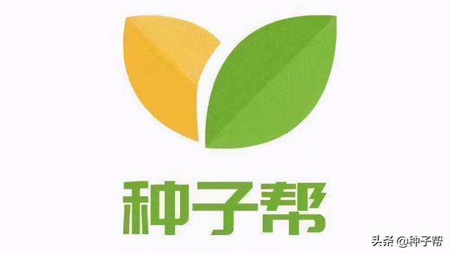 一次种植可连续收割15年的皇竹草，栽培技术介绍