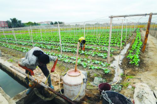 花椰菜种植技术，施肥比例和施肥用量，这些你知道吗？