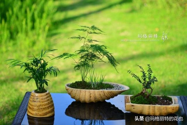 不可居无竹，用竹根种一盆创意和文艺的绿植吧｜园丁DIY