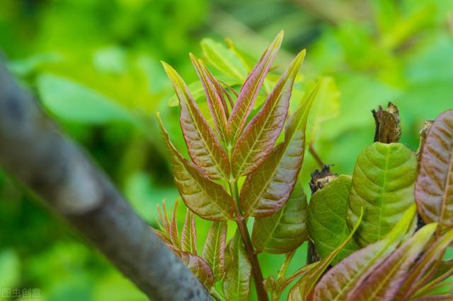 香椿的繁殖方法有哪些？分析大棚种植香椿的效益