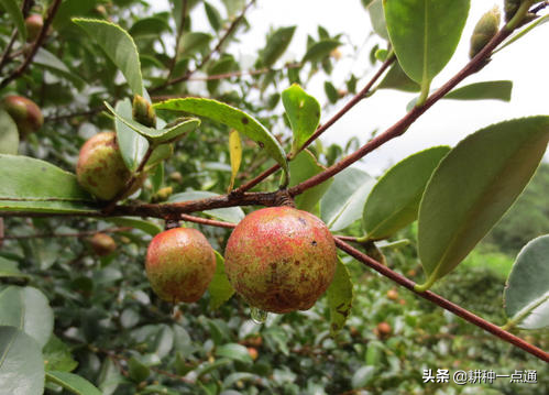 油茶种植现状及高产栽培技术，茶农请收好