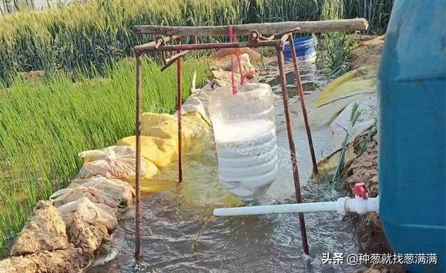 夏季高温如何做好大葱种植水肥管理