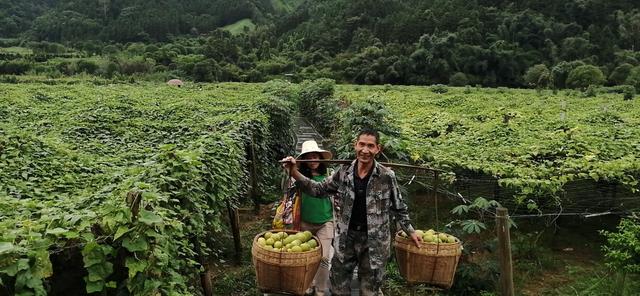 致富带头人 广西永福县驿马村李桂松的罗汉果致富路