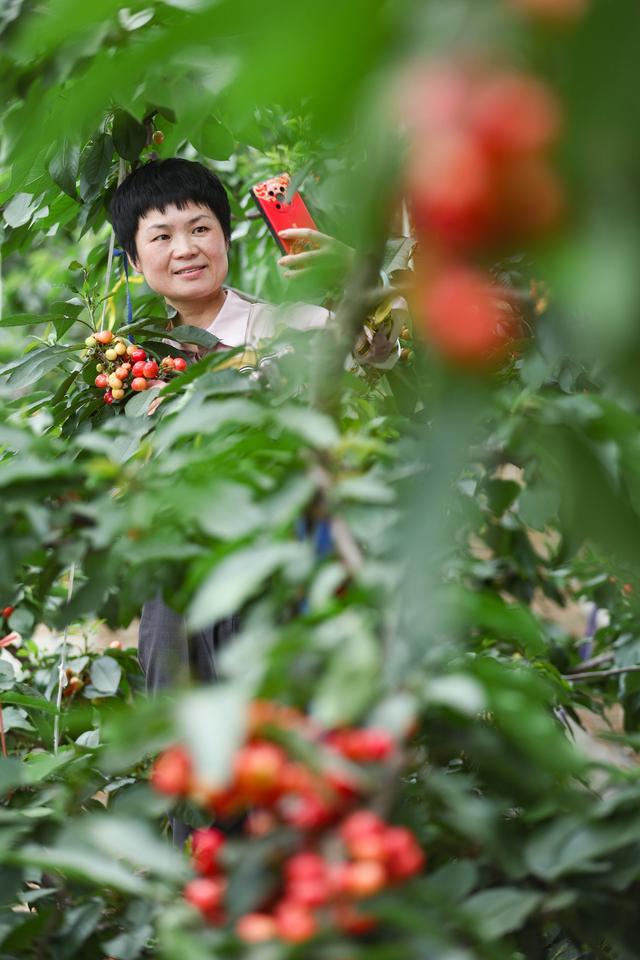 （经济）山东临沭：特色种植富乡村