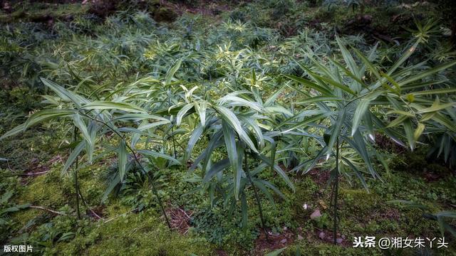 如何人工种植黄精？种植过程中需注意6个技巧