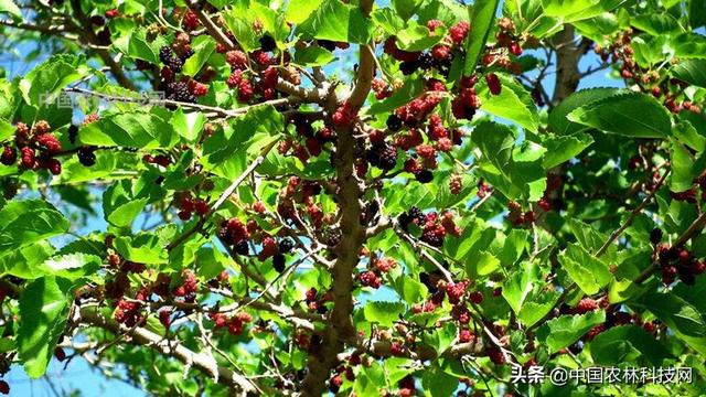 干货来啦！桑树的种植技术要点