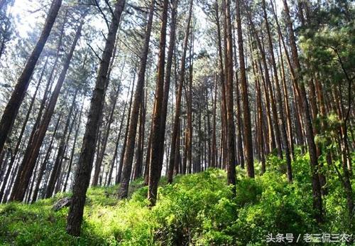 算得上农村人的摇钱树，曾助不少人赚钱了，如今还有人沉醉种植啊