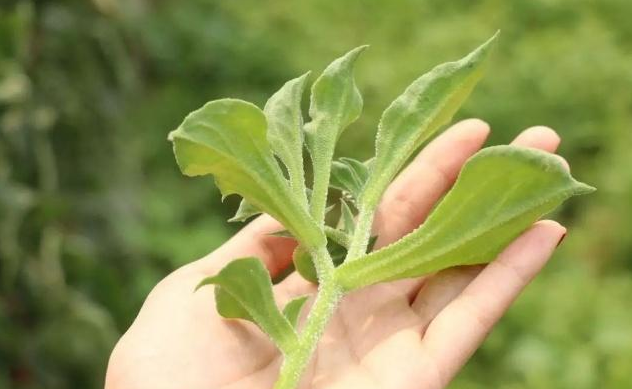 什么是冰菜？冰菜应该怎么种植和如何管理？这些方法很重要……