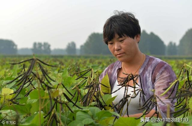 绿豆高产种植技术要点！（干货）