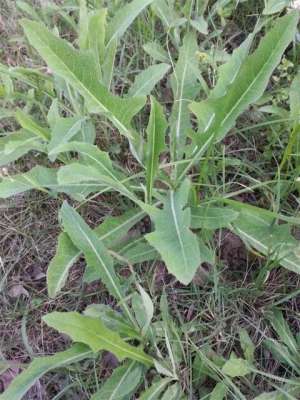 农业野菜视频种植技术(苦菜叶苦，常吃好比人参补，野菜栽种很简单，3分钟可以学会)