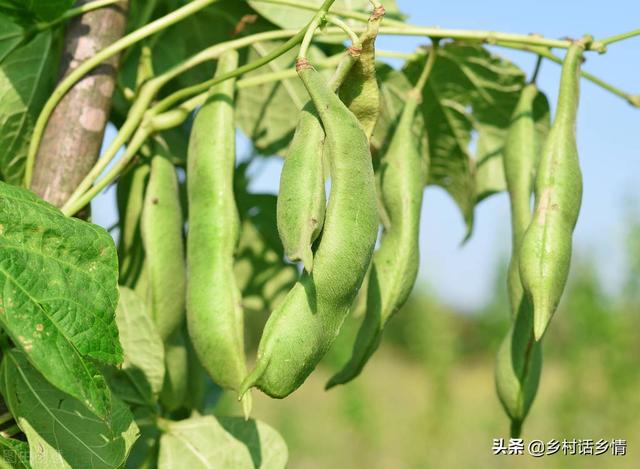 种植芸豆、四季豆、豇豆等豆角，几个小技巧，一茬茬连续结荚