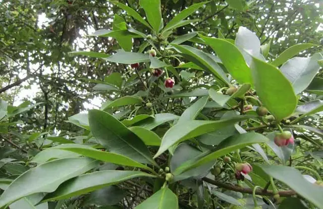 要想八角收益高，一定要注意科学种植和管理，这七项措施要保证