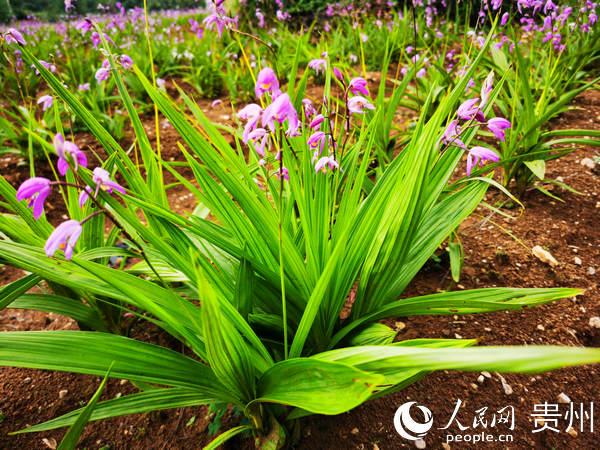 平坝天龙镇白芨种植基地：白芨花开 开出村民致富路