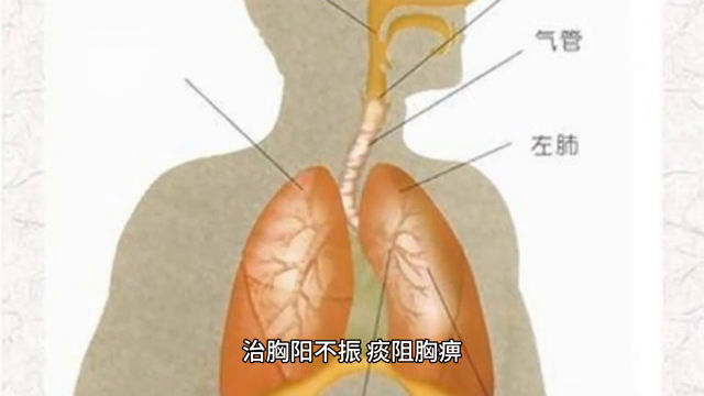 颜陵君中医：理气药—枳实