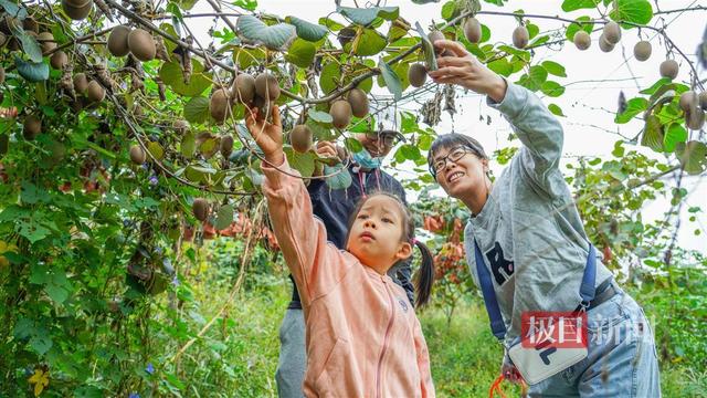 荆楚沃土孕育“奇异黄金果”，湖北猕猴桃飘香海内外唱主角